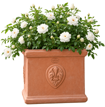 Preview: Terracotta Blumenkasten mit Lilie - Cassetta quadrata con giglio
